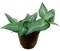 Puppy Ears Plant - Callisia elegans-2.5" Pot- Houseplant/Terrarium/Fairy Garden